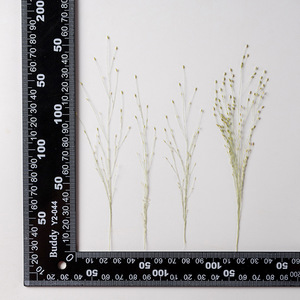 Grama de panicum, artesanato diy, fazer artesanato, planta ecológica, herbílio, pressionado, floral - Product Image 6