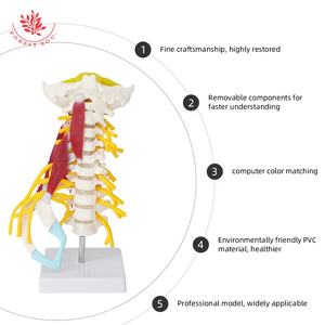 <span class=keywords><strong>Model</strong></span> otot tengkuk canggih sains medis anatomi manusia tulang belakang tengkuk <span class=keywords><strong>Model</strong></span> W/batang otak - Product Image 2