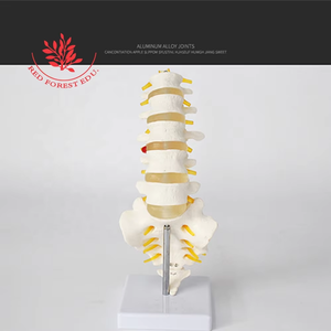 Ukuran hidup Model vertebra 5 buah dengan kiropraktik akar syaraf, kantor osteoath dan studi siswa - Product Image 5