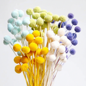 Vente flash : Matériel de bricolage pour fleurs, Craspedia préservée, fleur naturelle réelle, Billy Buttons préservé - Product Image 2