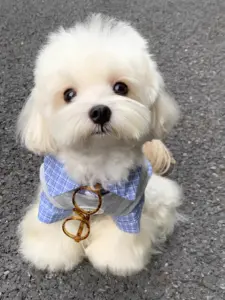 Sweat-shirt pour animaux de compagnie à carreaux tendance, deux pièces, pull universel chaud pour chiens et chats de petite, moyenne et grande taille - Product Image 4