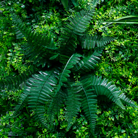 Panneau mural vert pour décoration intérieure et extérieure, herbe artificielle, jardin vertical, imperméable, résistant aux UV, 100% matériau PE