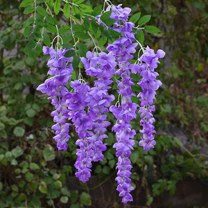 ดอกวิสทีเรียประดิษฐ์สีม่วง ยี่ห้อฟู่เฉิน ดอกไม้ผ้าไหมสำหรับตกแต่งภายในอาคาร แบบแขวนเพดาน กิ่งยาว 60 ซม. - Product Image 3