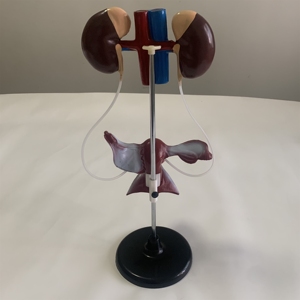 Female Urogenital System Model Urology Teaching Model - Product Image 6
