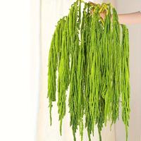 Fleurs décoratives de Noël : Amaranth préservé, fleurs séchées, plante éternelle, amaranthus suspendu pour décoration de mariage