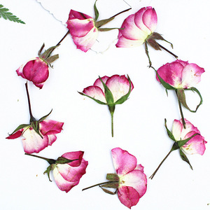 <span class=keywords><strong>Rose</strong></span> Rosa Essiccate con Stelo, Boccioli di Rosa Veri per Regalo di San Valentino, Decorazioni Fai-da-Te - Product Image 4