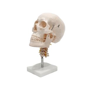 Modelo Anatómico de Cerebro de 8 Piezas Vic Science para Entrenamiento en Ciencias Médicas - Product Image 1
