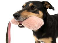 Laisse pour chien en nylon de haute qualité avec poignée flexible, design personnalisé et tendance pour chiens