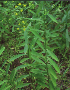 Ekstrak Akar <span class=keywords><strong>Bupleurum</strong></span> Murni Alami Grosir Ekstrak Akar Thorowax Cina Bubuk Ekstrak <span class=keywords><strong>Bupleurum</strong></span> untuk Suplemen - Product Image 3