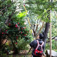 Les nouveaux ciseaux électriques à main haute puissance avec lames en alliage SK5, extension de 2,1 m et poids de 10 kg pour la taille des arbres fruitiers