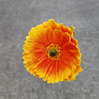 Bunga Sutra Realistis Poppy Eropa Batang Tunggal Papaver Rhoeas Kuning Oranye Merah 60cm Dekorasi Ambang Pintu Rumah