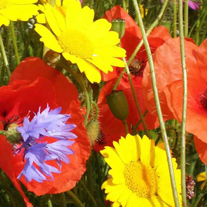 Una bombilla de flores silvestres-Red <span class=keywords><strong>Campion</strong></span>, puede ayudar a las abejas a volver con plantas de flores silvestres fácilmente plantadas - Product Image 4
