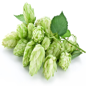 GMPKosher天然フロスフムリルプリエキスホップエキスフムルスルプルスエキス - Product Image 6