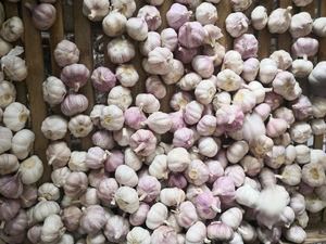 Alho Branco Normal 5 unidades/saco com Palete - Product Image 6