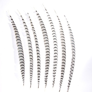 Pluma <span class=keywords><strong>de</strong></span> cola <span class=keywords><strong>de</strong></span> pollo <span class=keywords><strong>de</strong></span> 60-100 cm, pluma <span class=keywords><strong>de</strong></span> fauno silvestre, pluma <span class=keywords><strong>de</strong></span> cola <span class=keywords><strong>de</strong></span> faisán, <span class=keywords><strong>disfraz</strong></span>, decoración para el hogar, pluma para espectáculos YF-044 - Product Image 5