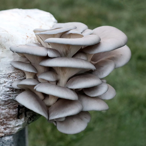 Kit de jardin de bloc de fructification de champignon <span class=keywords><strong>d</strong></span>'huître biologique de Style campagnard récoltant l'état suspendu pour les <span class=keywords><strong>jardins</strong></span> gastronomiques - Product Image 4