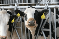 Nouveau système de verrouillage automatique pour bovins avec porte de tête autobloquante en acier galvanisé à chaud pour l'équipement d'alimentation des fermes laitières