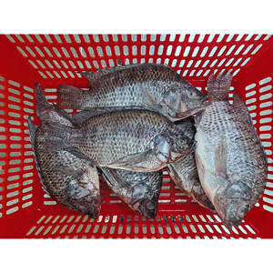 Tilapia Congelata IQF per il Mercato UE, Pesci Tilapia Congelati 350-550g, 550-750g, Tilapia Congelata Eviscerata e Sconchigliata - Product Image 5