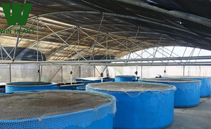Serre d'élevage piscicole <span class=keywords><strong>intérieur</strong></span> avec couverture en film PE transparent, structure galvanisée à chaud, garantie 15-20 ans, 9x30M pour l'<span class=keywords><strong>aquaculture</strong></span> - Product Image 3