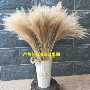 <span class=keywords><strong>Bouquet</strong></span> immortel en roseau naturel, décoration <span class=keywords><strong>de</strong></span> fenêtre, ornements, fouet en <span class=keywords><strong>épi</strong></span> <span class=keywords><strong>de</strong></span> <span class=keywords><strong>blé</strong></span>, fleur séchée, technique pastorale, Chine, gratuit - Product Image 4