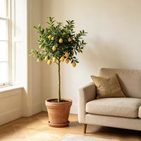 Direct van de fabriek: populaire kunstmatige citroenboom bonsai, groene plant in pot voor binnen- en buitendecoratie
