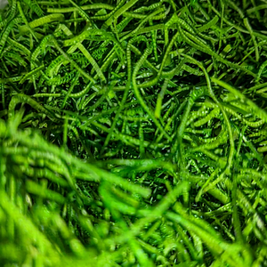 Espirulina Pura en Polvo al por Mayor, Alta en Proteínas (60%), Alga Verde-Azul, Antioxidante, para Pérdida de Peso, Vegano, Sin OMG, en Botella - Product Image 3