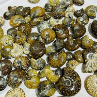 Petite ammonite fossile de haute qualité, provenant de Madagascar, couleur foncée, pour décoration intérieure ou pendentif de bijoux