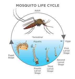 Temephos 1% SG Insecticida para la Eliminación de Larvas de Mosquitos, Control de Vectores para la Salud Pública - Product Image 5