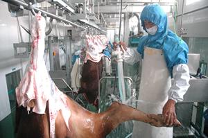 Línea de Sacrificio de Ganado con Capacidad de 50 Cabezas por Día para Planta Procesadora de Carne de Res, Máquina de Sacrificio de Vacas para Matadero Halal - Product Image 6