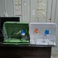 Cage d'exposition professionnelle pour oiseaux pour les spectacles et la photographie - Cage d'exposition portable pour canaris, pinsons et autres petits oiseaux