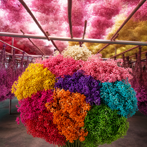 120g Preserved <strong>Flowers</strong> and Plants Babys Breath <strong>Dried</strong> <strong>Flowers</strong> Baby's Breath Gypsophila <strong>Dried</strong> Baby Breath <strong>Flower</strong> for Bouquet - Product Image 1