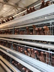Nuevo Equipo de Avicultura en Oferta, Jaula para Gallinas Ponedoras Tipo H, Equipo Avícola Automatizado para Gallinas Ponedoras, <span class=keywords><strong>Precio</strong></span> Competitivo - Product Image 3