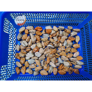 Vỏ Sò Xanh Dương Nửa Trai Đông Lạnh Chất Lượng Cao Kèm Thịt - Product Image 3
