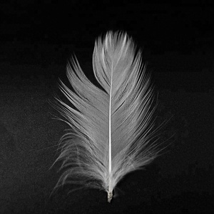 Bán Buôn Chúng Tôi Đứng Trắng Vịt Lông Trám Rửa Sạch Vịt Xuống Cho Xuống Gối Giá Rẻ Số Lượng Lớn Nguyên Điền Chất Lượng Cao Lông - Product Image 2