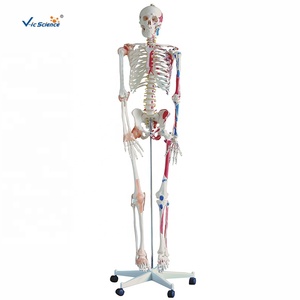 Modelo de Enseñanza de Músculos y Ligamentos, Modelo de Esqueleto Humano de 180 cm de Altura, Experimentos Científicos, Modelo de Huesos - Product Image 5