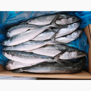 الماكريل المصيد الطازج المجمد IQF الإسبانية في الحقيبة - Product Image 3