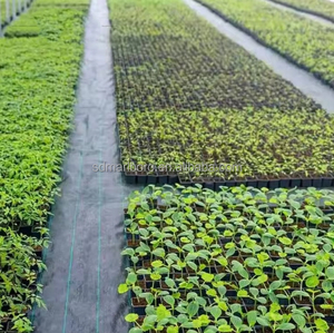 SDM agricole noir PP tissé contrôle des mauvaises herbes tissu tapis de couverture de sol en plastique herbe barrière géotextile tissu - Product Image 6