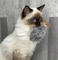 Jouets pour chats en fourrure de lapin véritable et plumes de haute qualité