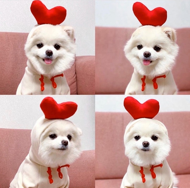 cute dressed up puppies 11 Best cute dog outfits ideas