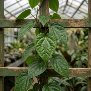 Feuilles de Piper Betel Naturelles Séchées de Qualité Supérieure du Delta du Vietnam / Feuilles de Betel Déshydratées pour le Thé - Meilleures Ventes - Product Image 1