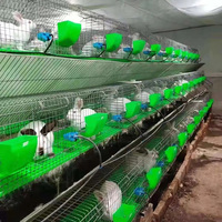 Cage d'élevage de lapins en grillage galvanisé de bonne qualité 3 niveaux 36 bits Cages commerciales pour lapins