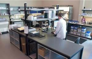 مكمل الماوس 1 مثبط الأجسام الذاتية ، C1INH - Product Image 5