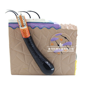 Modelo 3D ampliado de la estructura del tejido cutáneo, anatomía humana en capas, modelo anatómico, cirugía estética, cabello - Product Image 3