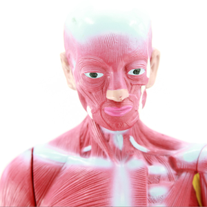 โมเดลกล้ามเนื้อและไขมัน27ส่<span class=keywords><strong>วน</strong></span>แบบจำลองกายวิภาคของมนุษย์แบบกำหนดเองวิทยาศาสตร์การแพทย์ - Product Image 4