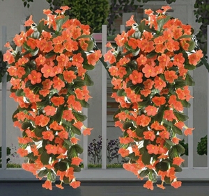 6 bulbi di Caladium Crimson Sky, <span class=keywords><strong>piante</strong></span> ornamentali <span class=keywords><strong>perenni</strong></span> a forma di orecchio d'elefante per giardini ombrosi esterni e fioriere, fogliame tropicale audace - Product Image 4