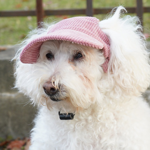 Lindo sombrero de pescador estilo Ins para perro, gorro de <span class=keywords><strong>sol</strong></span> de pana sólida para todas las estaciones, disfraz para Golden Retriever, venta al por mayor en Guangdong - Product Image 1