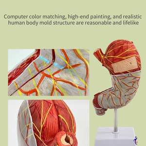 मानव गैस्ट्रिक कॉर्पोनल अनुभाग शरीर रचना रचना रचना रचना मॉडल - Product Image 2