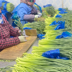 <span class=keywords><strong>Ail</strong></span> frais certifié GLOBAL GAP HACCP, tiges d'<span class=keywords><strong>ail</strong></span> en vrac, expédition en chaîne du froid, vente en gros pour supermarchés, provenant du Shandong, Chine - Product Image 2