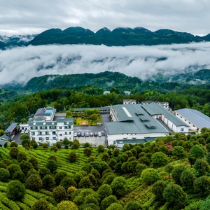 Té Pu'er Maduro Premium Ancient Arbor Lao Ban Zhang: <span class=keywords><strong>Mini</strong></span> <span class=keywords><strong>Tuo</strong></span> <span class=keywords><strong>Cha</strong></span> y Bolas de Dragón Ban Zhang - Product Image 6