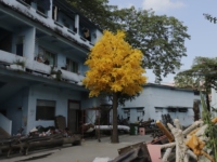 Grand arbre artificiel de ginkgo jaune de 7 m de haut pour la décoration de restaurant, plantes et arbres artificiels de ginkgo jaunes